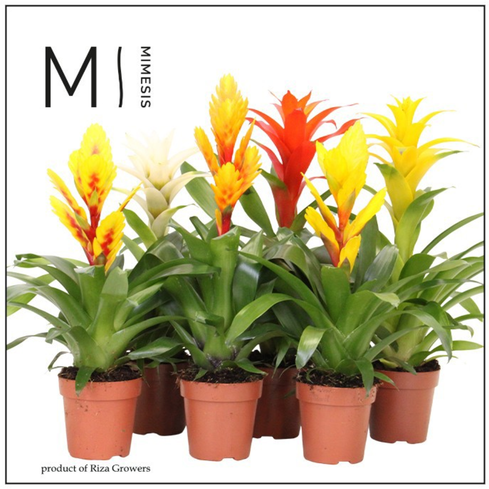 Mimesis Bromelia Modern - 12 cm.