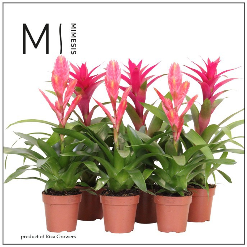 Mimesis Bromelia Pink - 12 cm.