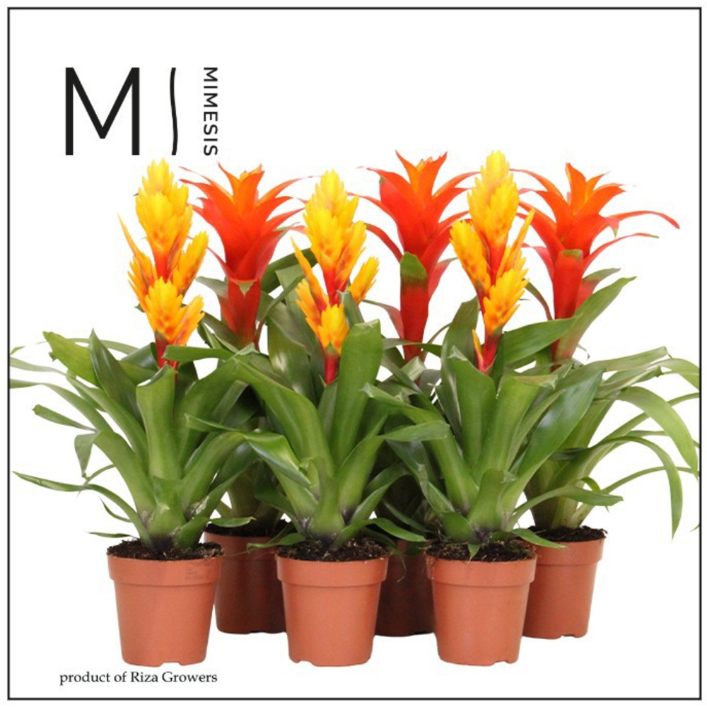 Mimesis Bromelia Orange - 12 cm.