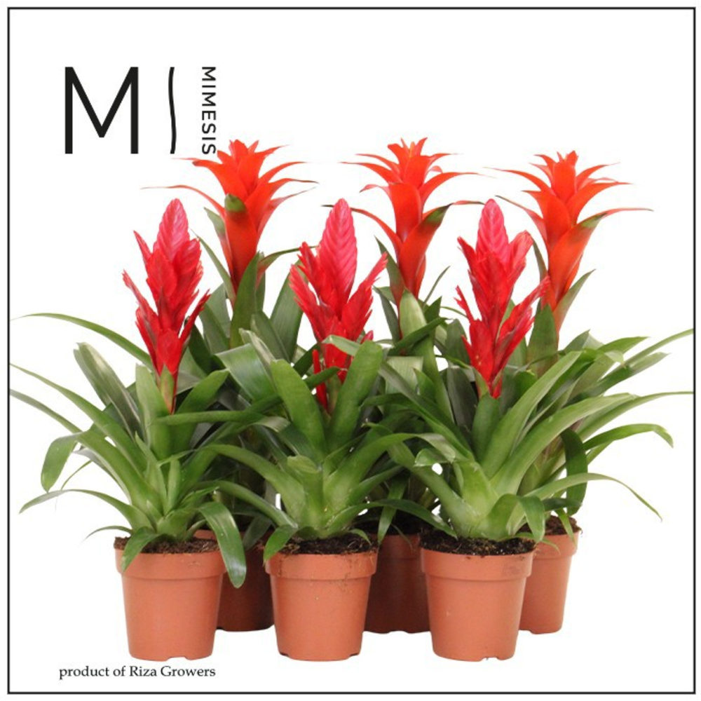 Mimesis Bromelia Red - 12 cm.