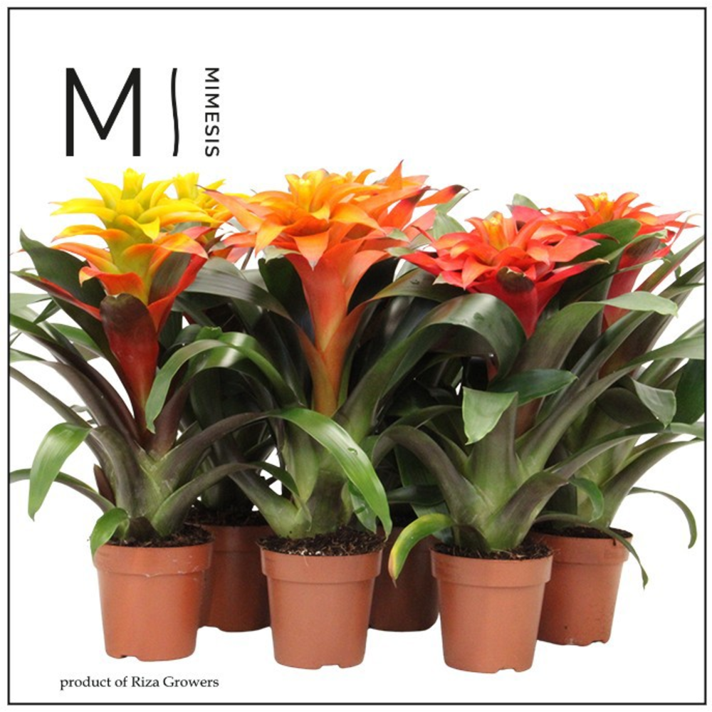 Mimesis Guzmania Fiero mix - 12 cm.