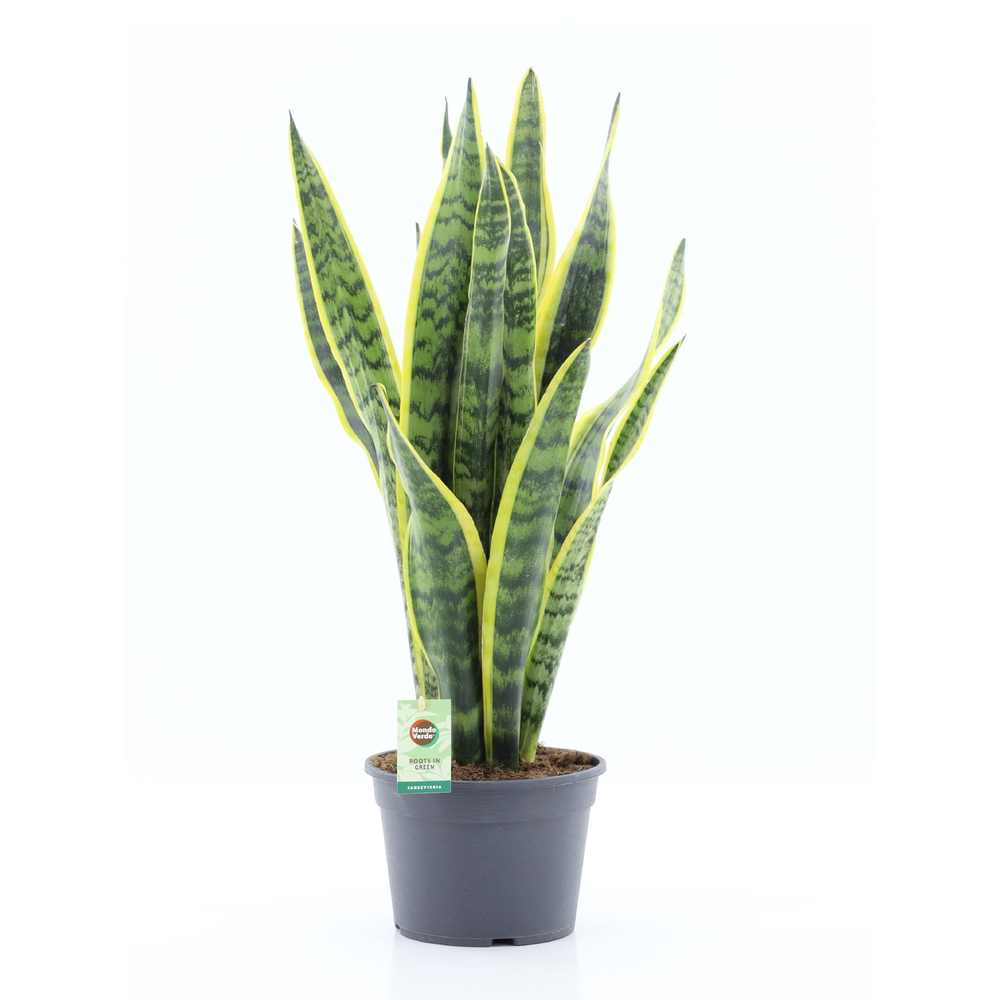 Sansevieria trifasciata Laurentii.