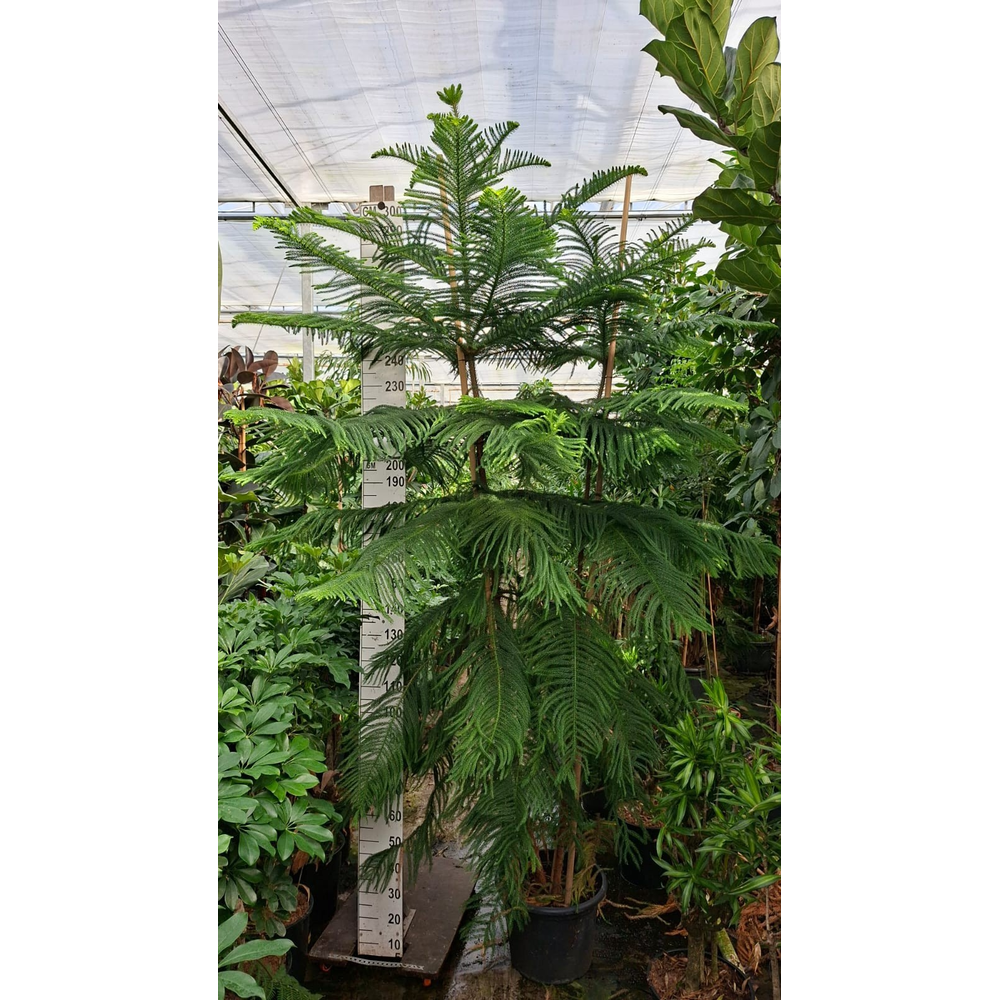 Araucaria 350.