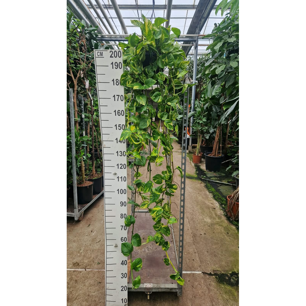 Epipremnum Aureum hangplant XXL.