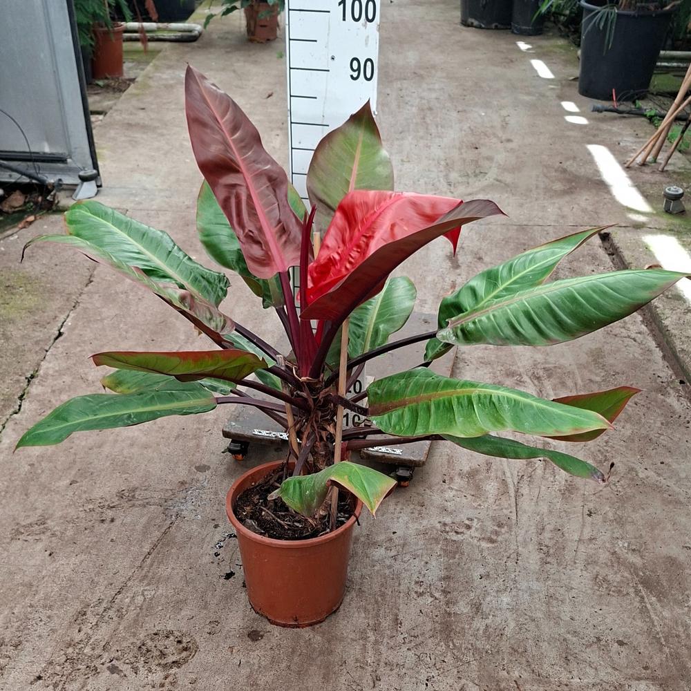 Philodendron 'Prince of Orange'.
