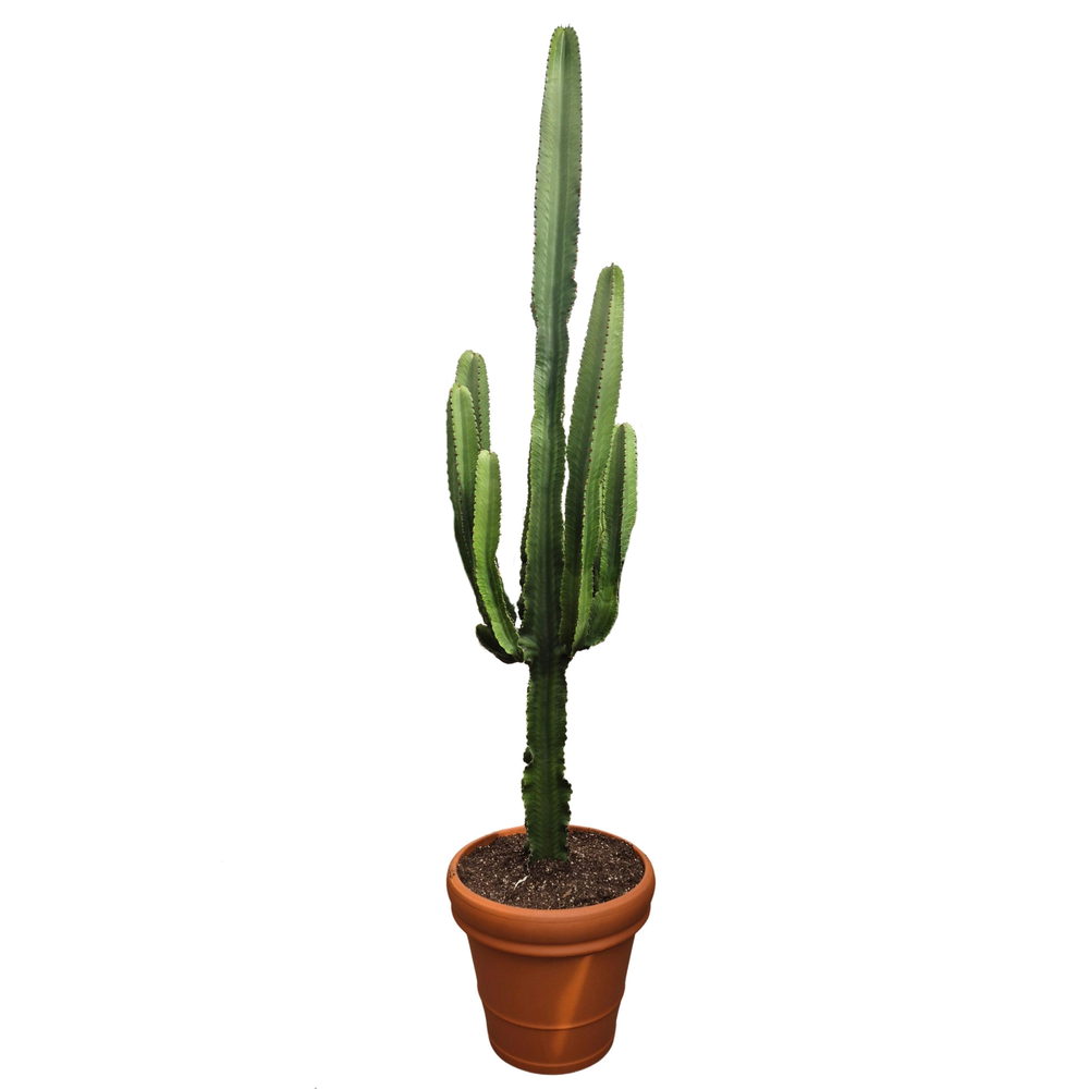 Euphorbia eritrea 43 cm.
