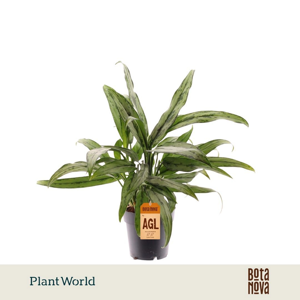 Aglaonema Cutlass (Decorum).