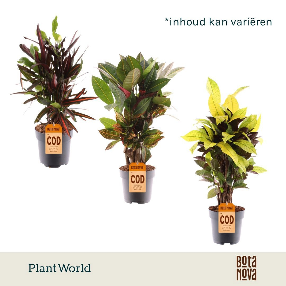 Croton vertakt gemengd 5-6 soorten (Decorum).