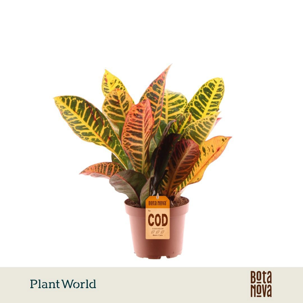 Croton Petra kopstek 3-5 pp (Decorum).