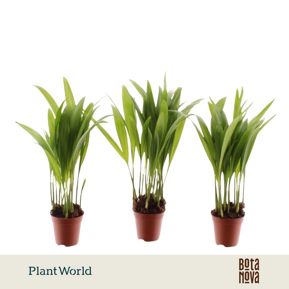 Tiny Pammy (Areca).