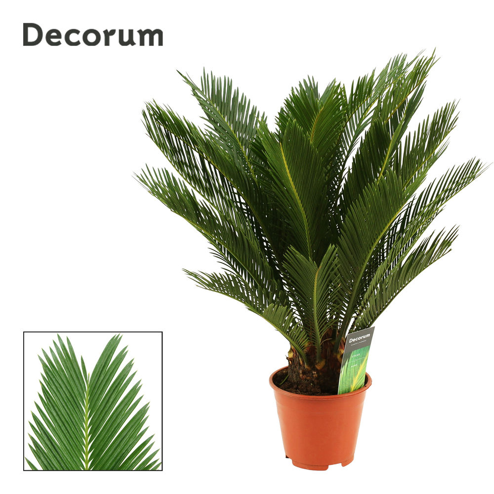 Cycas revoluta 14 cm, 10+ veren (Decorum).