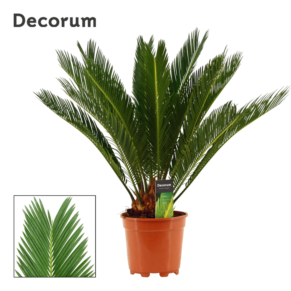 Cycas revoluta 17 cm, 12+ veren (Decorum).