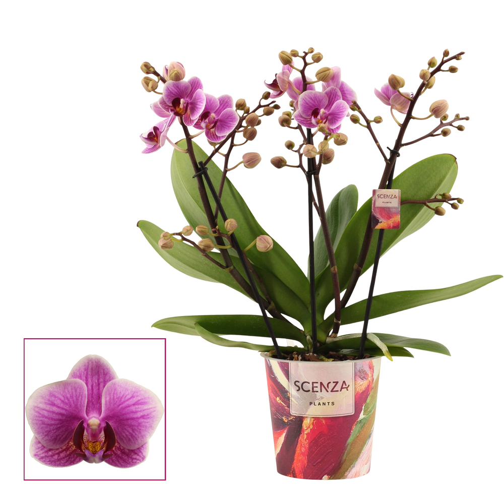 Phalaenopsis dazzling Diva 3-4 tak (Scenza).