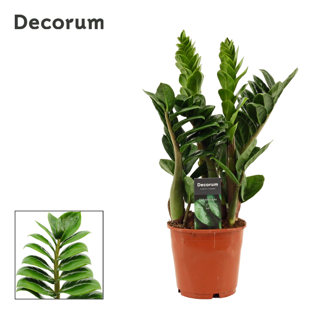 Zamioculcas Zenzi 14 cm (Decorum).