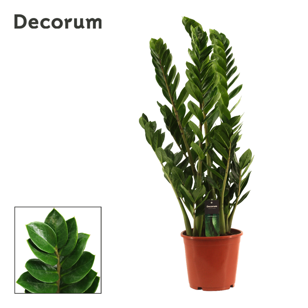 Zamioculcas 21 cm (Decorum).