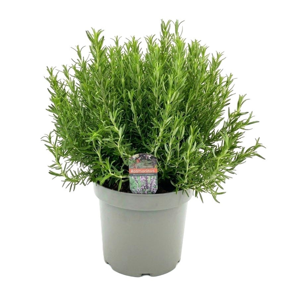 Rosmarinus officinalis.