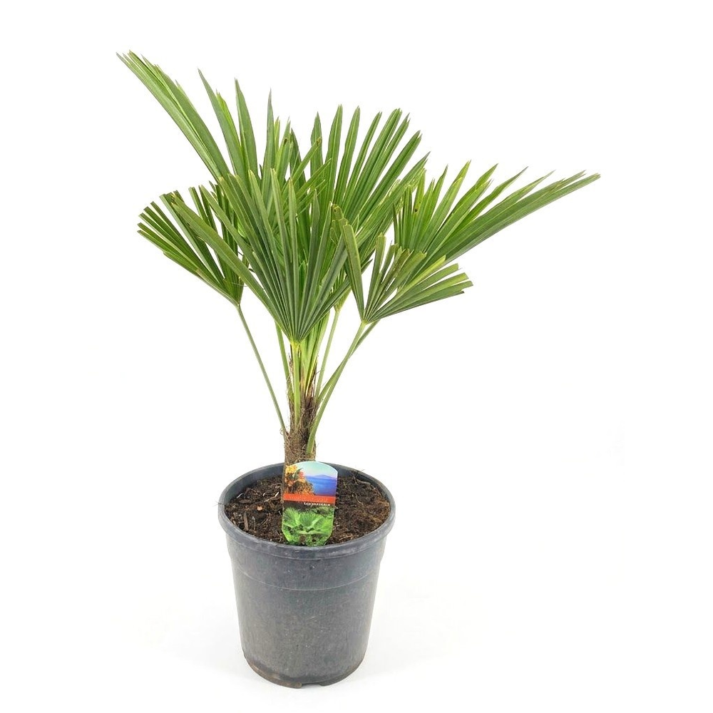 Trachycarpus fortunei.