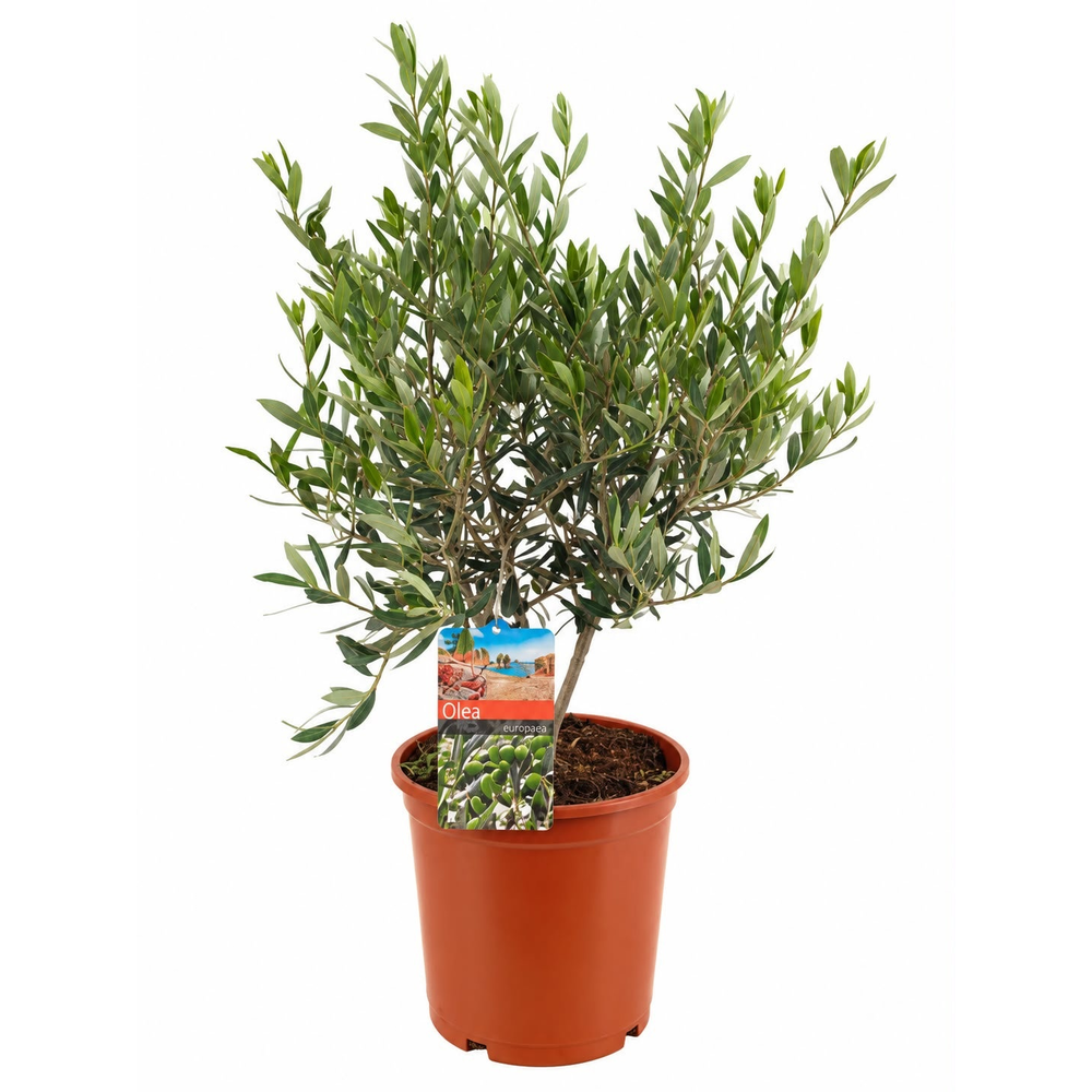 Olea europaea.