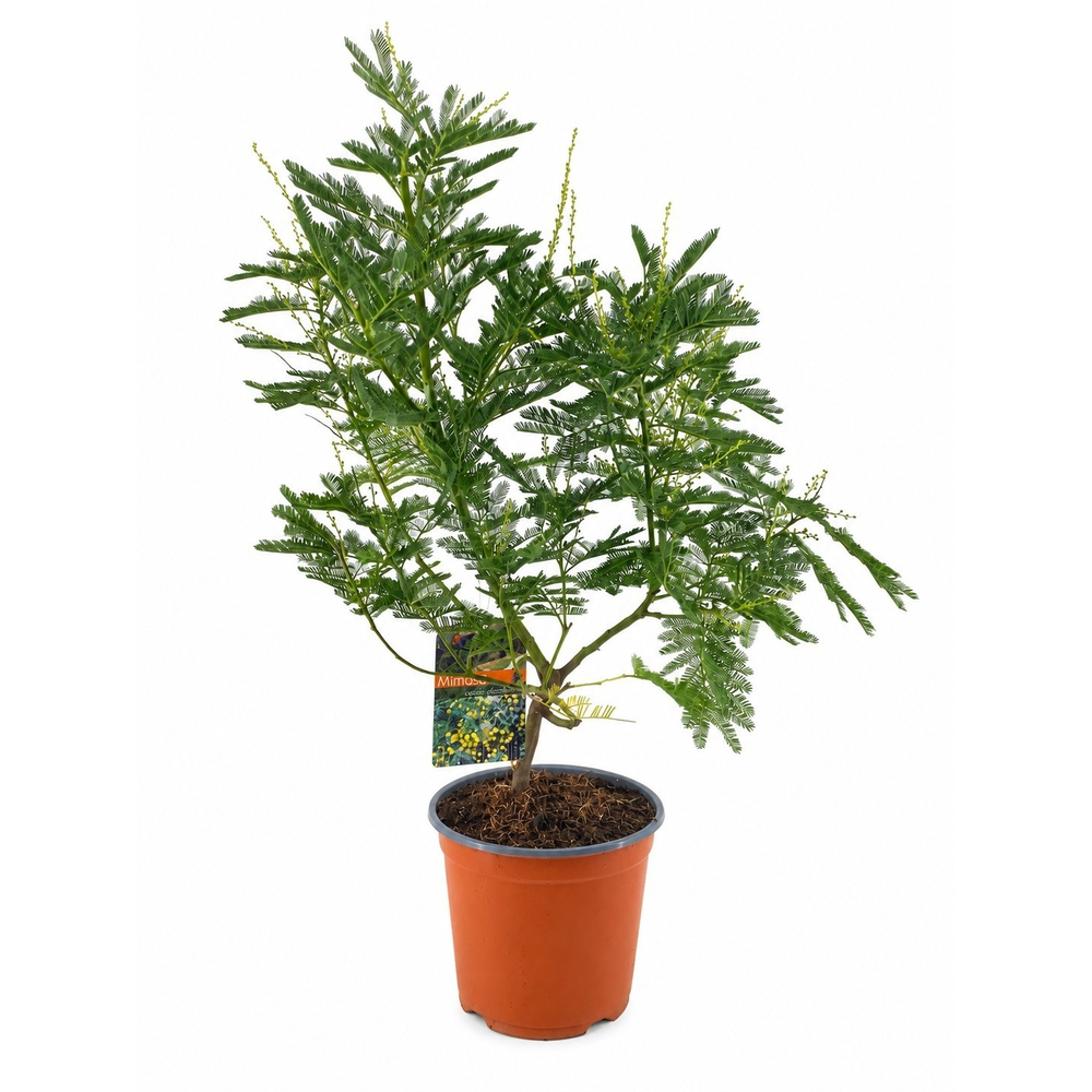 Mimosa acacia dealbata.