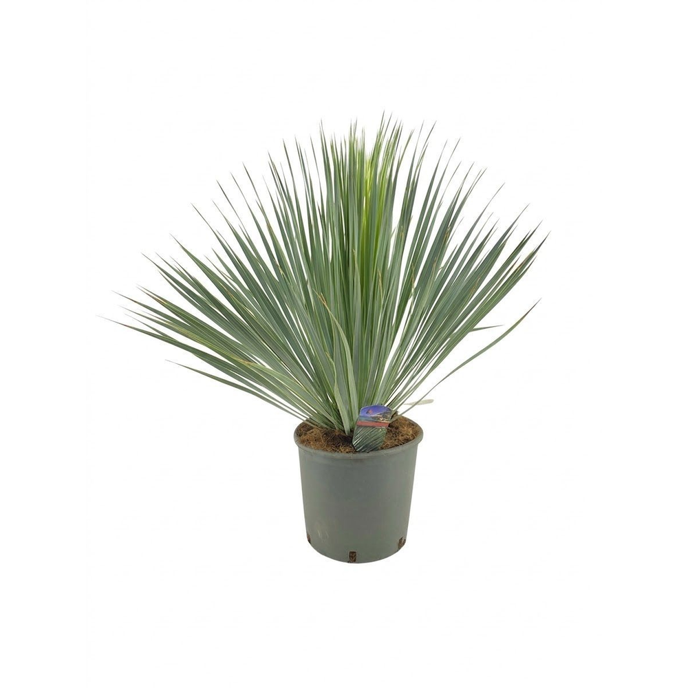 Yucca rostrata.