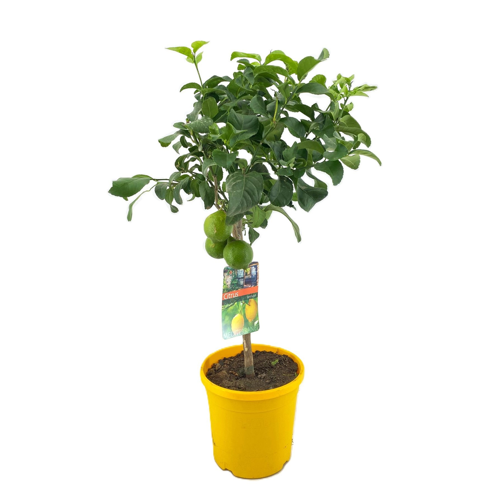 Citrus lemon.