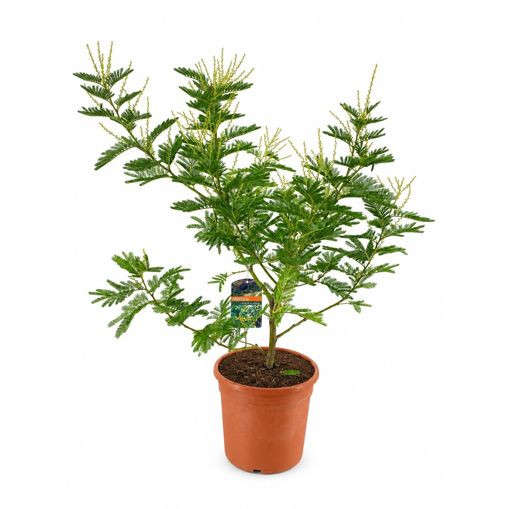 Mimosa acacia dealbata.