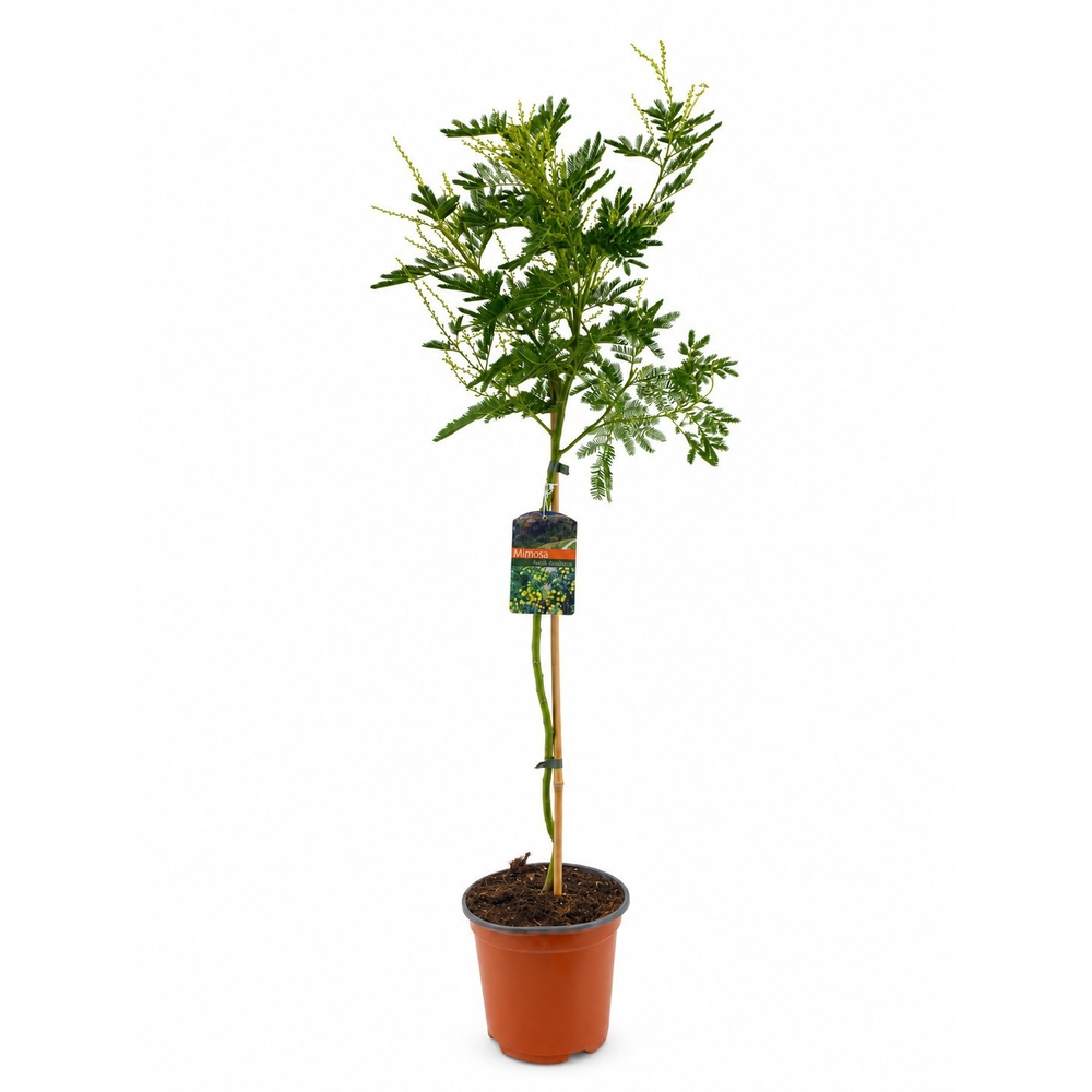 Mimosa acacia dealbata.