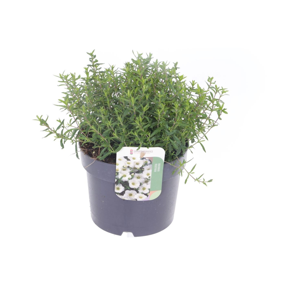 Arenaria montana Blizzard Compact.