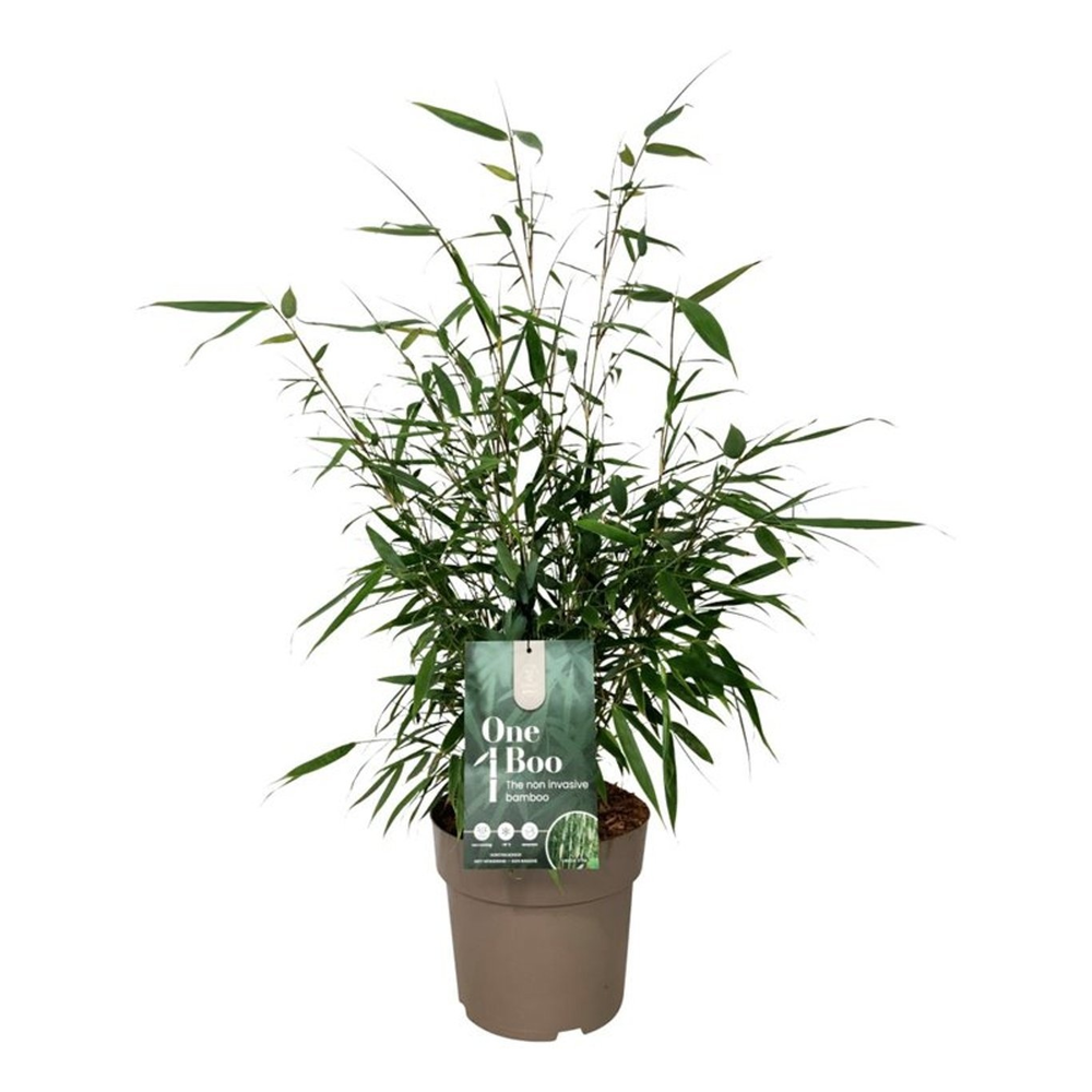 Fargesia robusta 'Pingwu'.