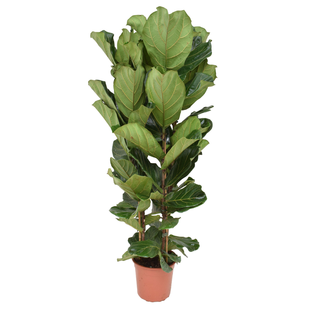Ficus lyrata P27 toef.
