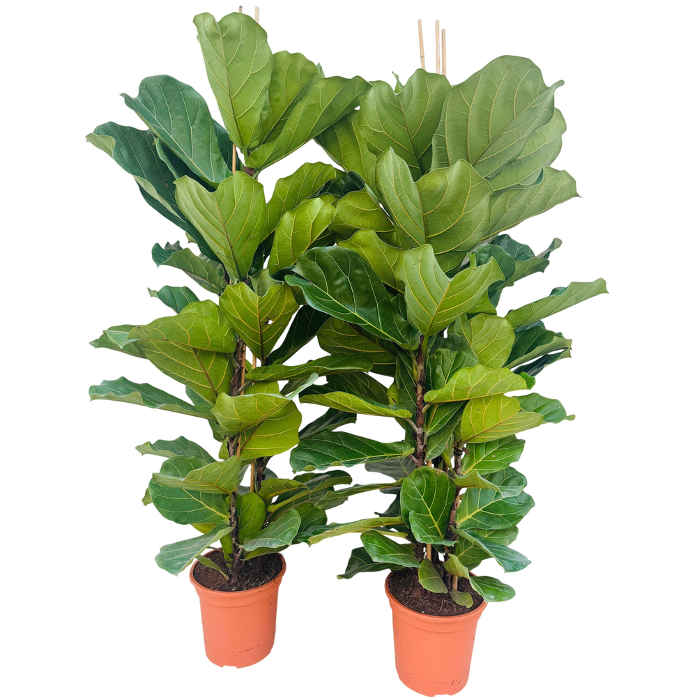 Ficus lyrata P24 toef.