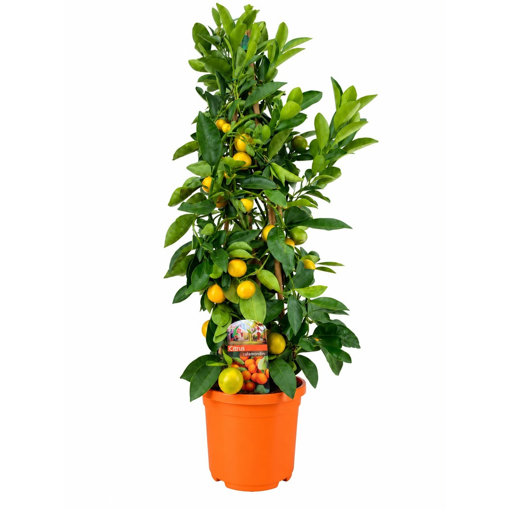 Citrus calamondin piramide.