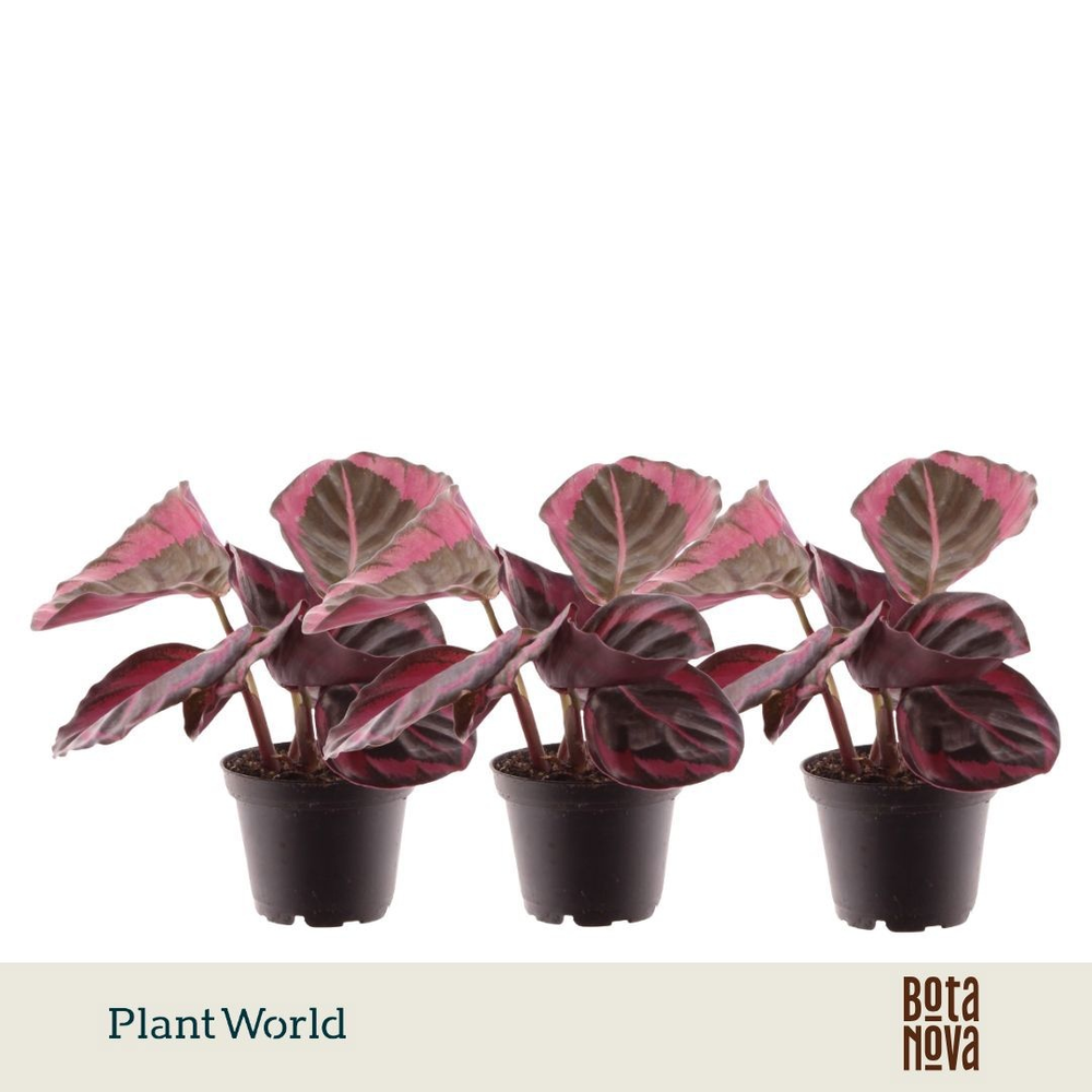 Calathea Princess Jesse 7 cm.