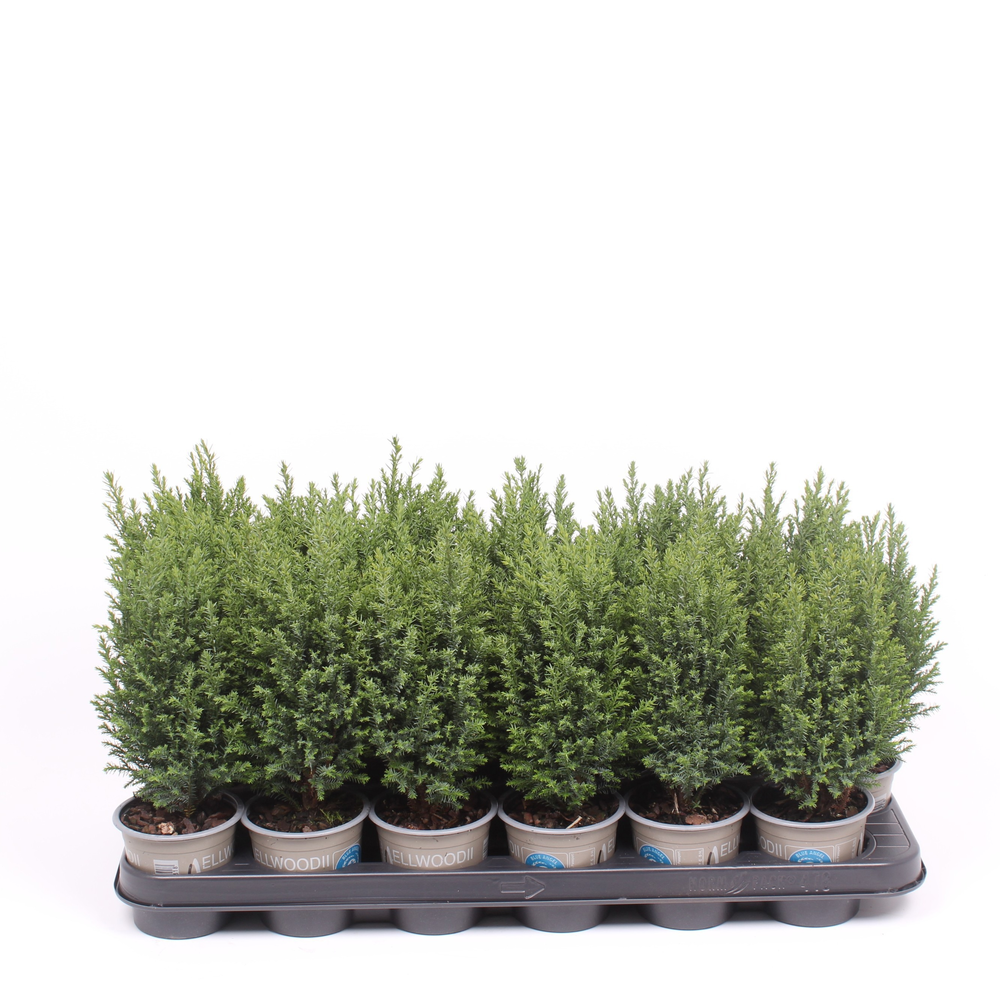 Chamaecyparis laws. 'Ellwoodii'.