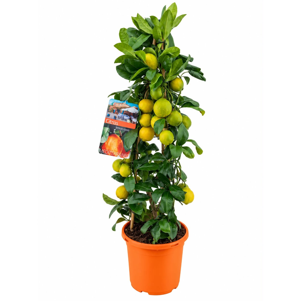 Citrus Lemon rosso piramide.