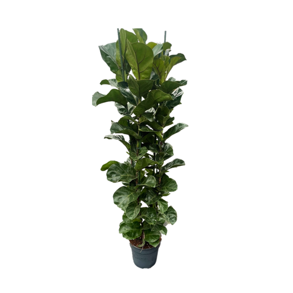 Ficus lyrata "Bambino" p30 4pp 150+cm.