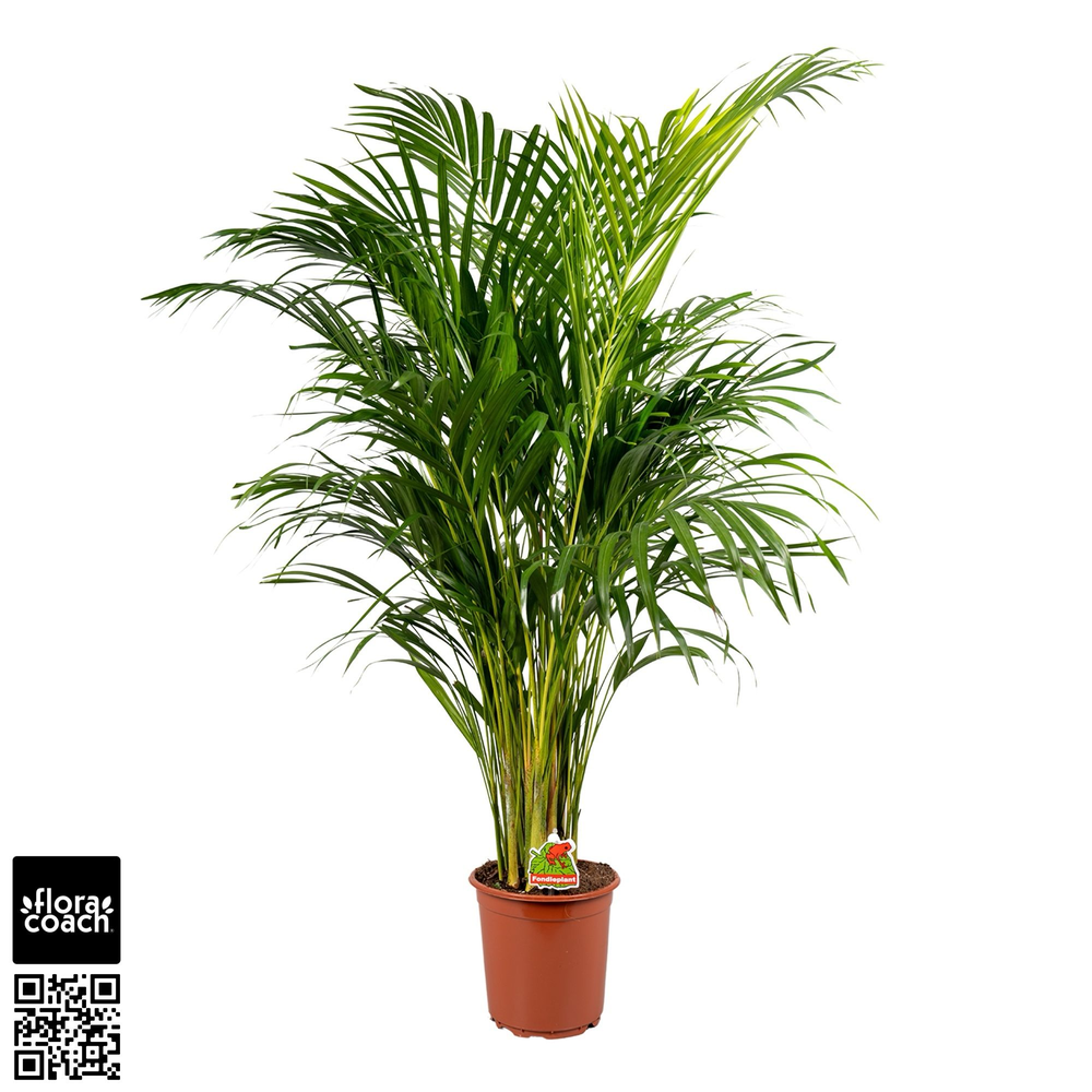 Dypsis Lutescens P21cm - H130cm (Areca).