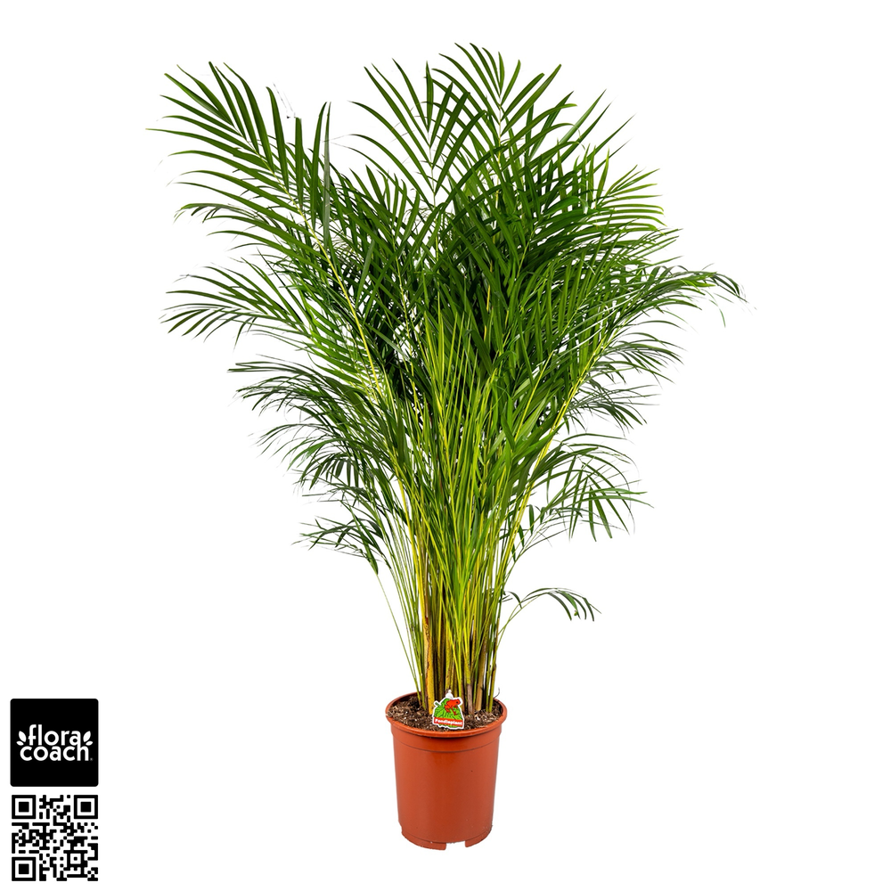 Dypsis Lutescens P27cm - H170cm (Areca).