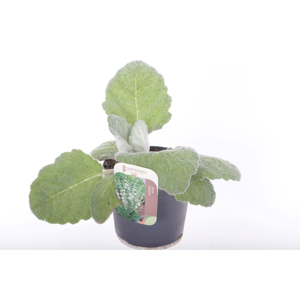 Salvia argentea.