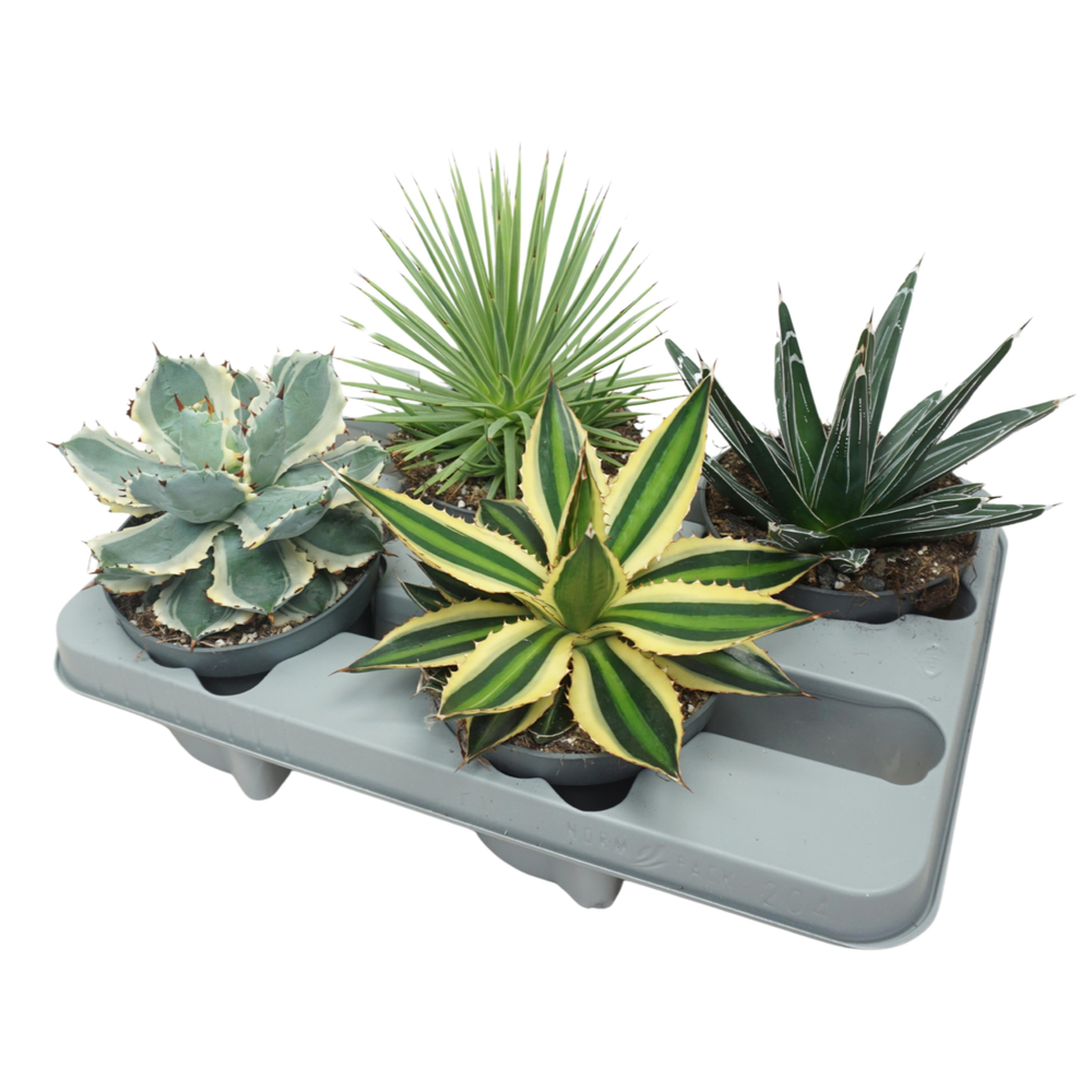 Agave mix 13 cm.