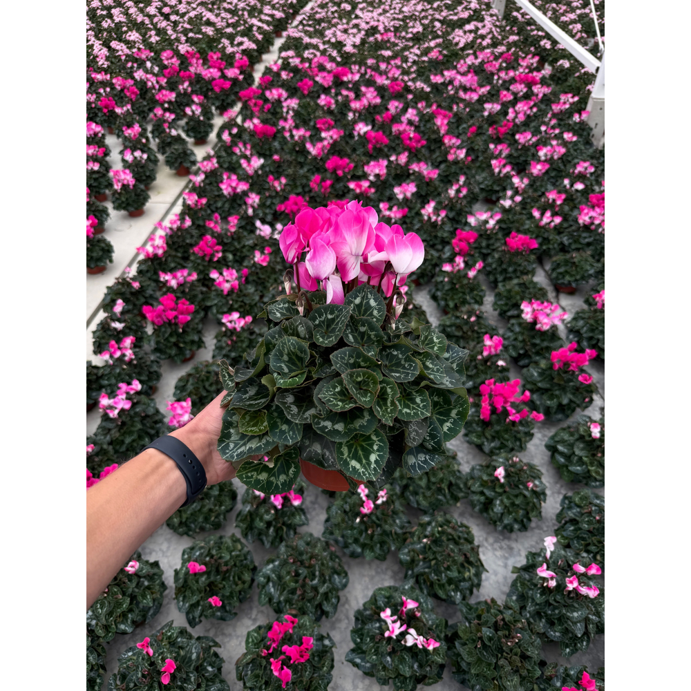 Cyclaam 'Fusion' Pink.