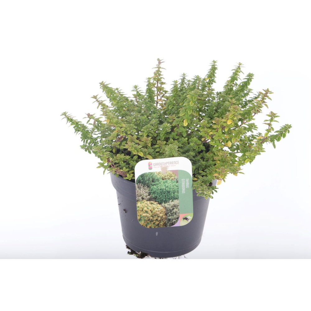 Thymus citr. Lemon Variegata.