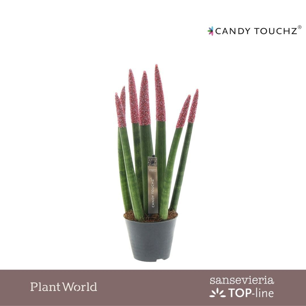 Sansevieria Candy TOUCHZ® Sweetdip Red.