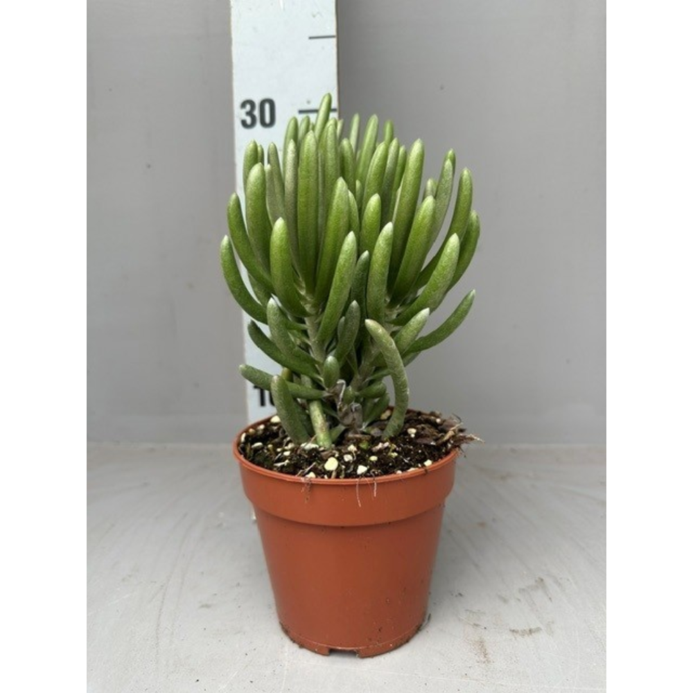 Senecio pyramidatus.