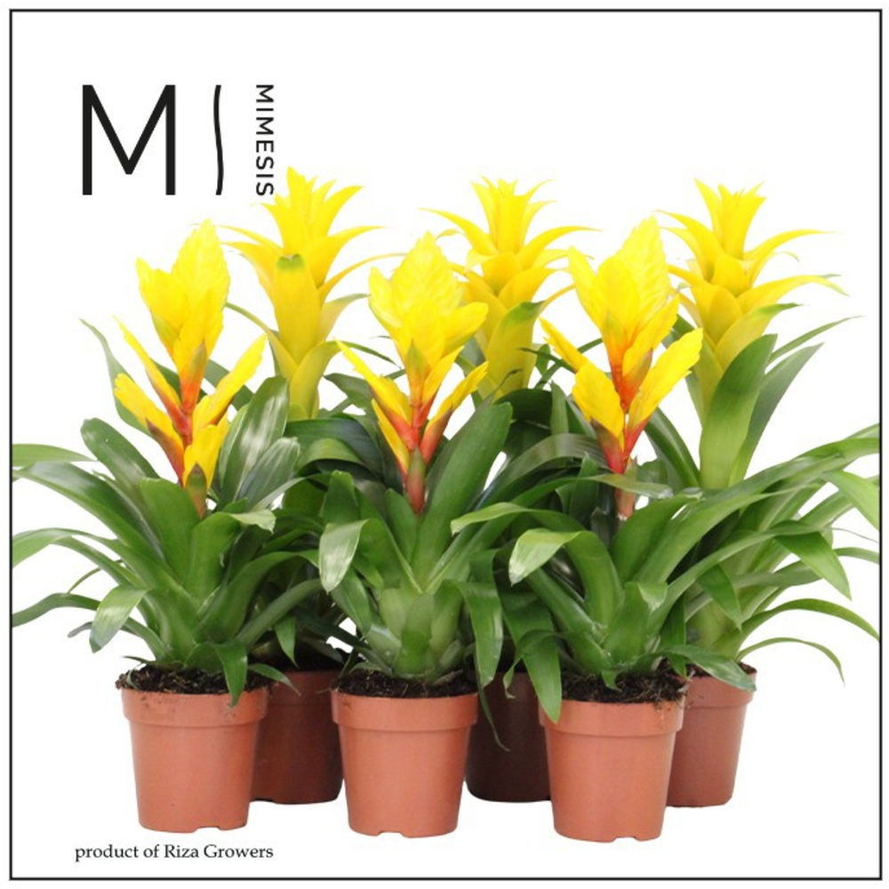 Mimesis Bromelia Yellow - 12 cm.