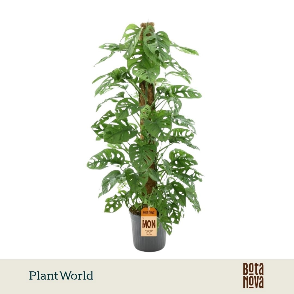 Monstera obliqua 'Monkey Leaf' Mosstok P20.