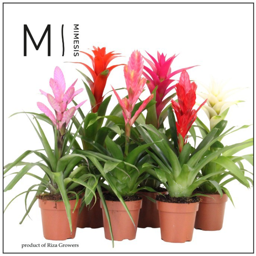 Mimesis Bromelia Sweet - 12 cm.