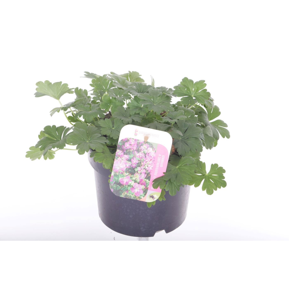 Geranium cant. Cambridge.