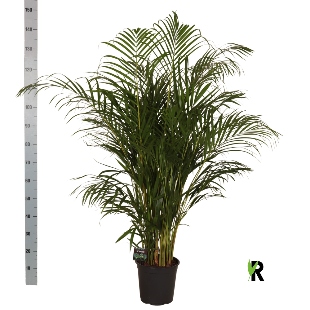 Dypsis lutescens.