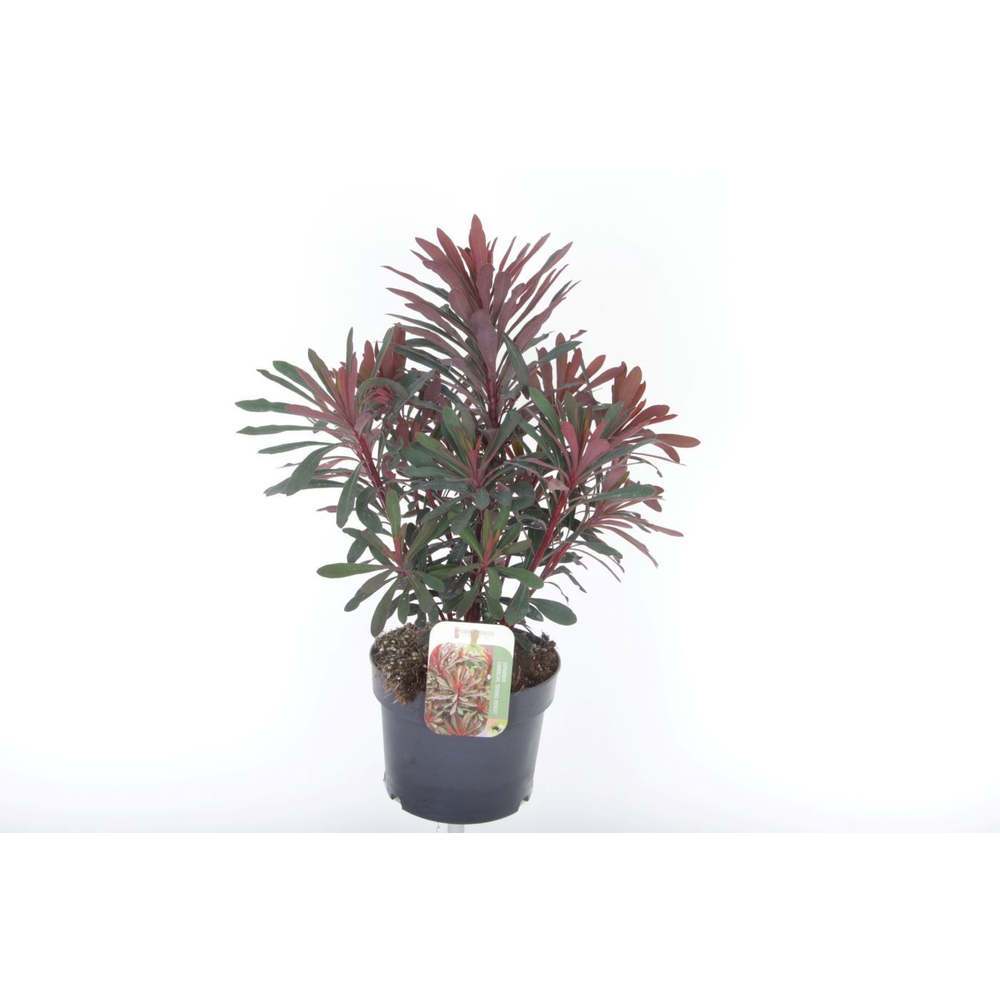 Euphorbia Miner's Merlot.